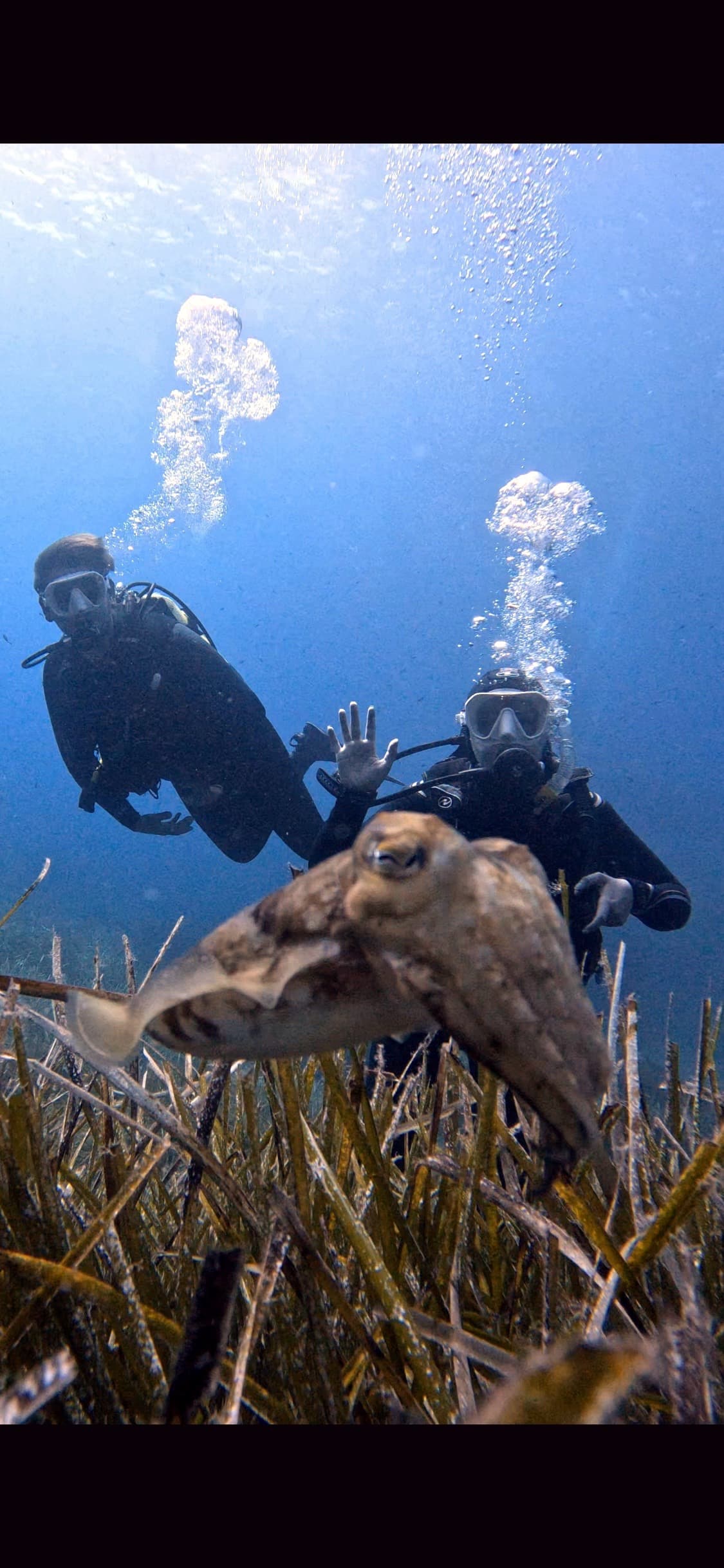 Taucher und Tintenfisch im Meeresschutzgebiet Dragonera
