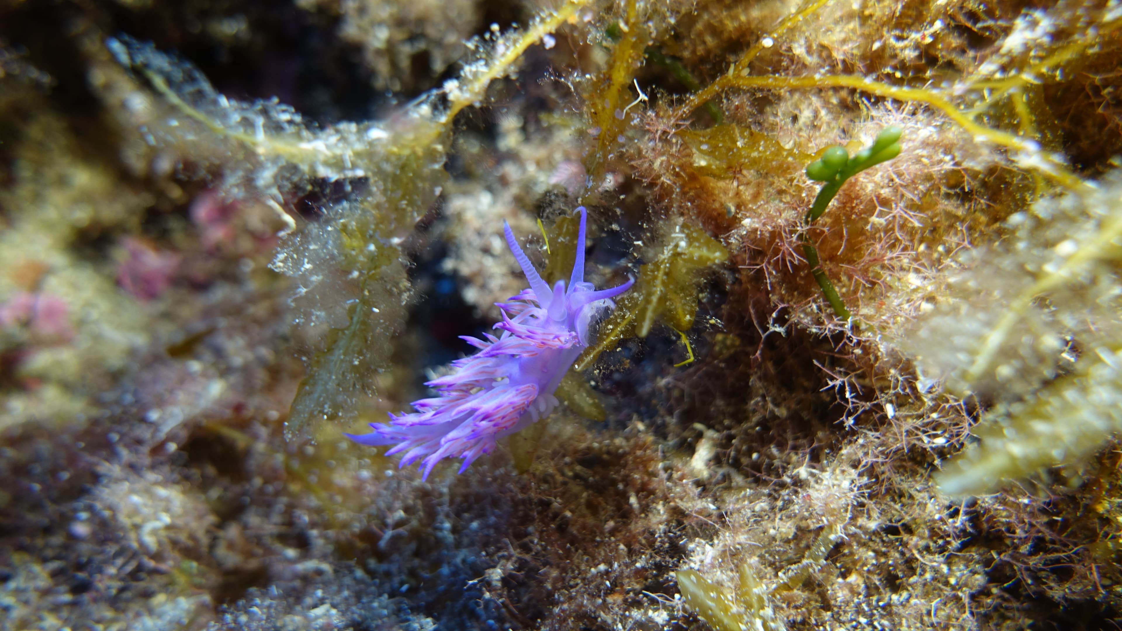 Nacktschnecke (Nudibranch)